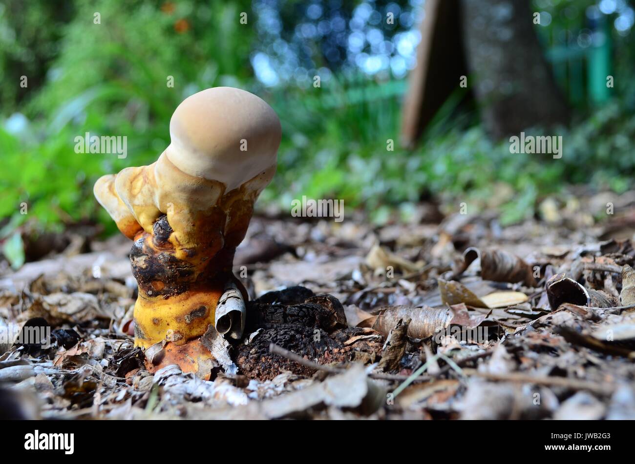 Nahaufnahme einer Saprophytischen Pilzes. Wächst auf verwesenden organischen Substanz und bricht es nach unten. Unschädlich für Mensch und Tier. Vorteilhaft für das Wachstum der Pflanzen. Stockfoto