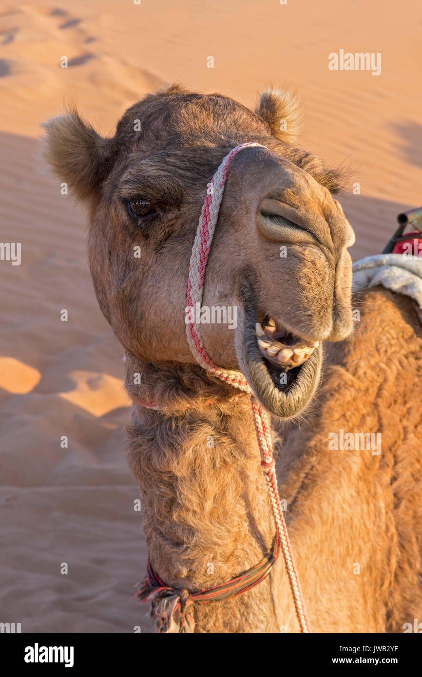Kamel mit einem lustigen Gesichtsausdruck Stockfoto