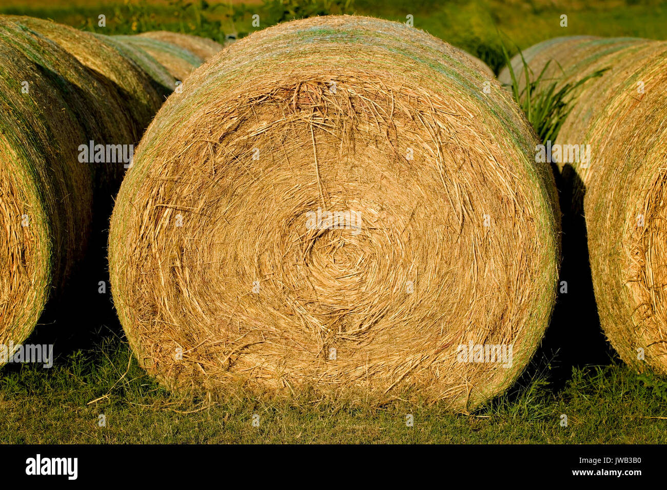 Eine Linie der drei Ballen Heu Stockfoto