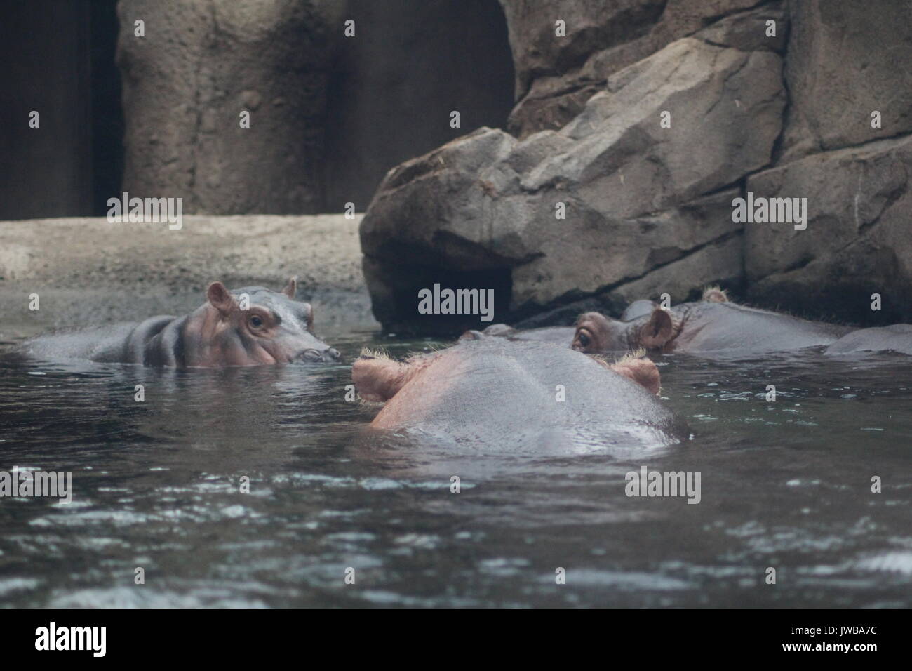 Die Reunion, die die Welt darauf wartet, dass endlich Heute morgen geschah an der Cincinnati Zoo & Botanical Garden, wenn baby Fiona und Mama Bibi wurden von Papa Henry in der Hippo Cove verbunden. Christina Gorsuch, Kurator für Säugetiere am Cincinnati Zoo, sagte, "Die Einführung etwa eine Stunde dauerte, und wir konnten nicht mehr mit, wie es ging. Fiona hat die Erkundung der freien Lebensraum, mit ihrer Mutter für mehrere Wochen und hat Kontakt mit Henry im Inneren, aber heute war das erste Mal, dass die drei Flusspferde zusammen gewesen war. Bibi war von Fiona und gab Henry Hinweise darüber, wie Sie in Stockfoto