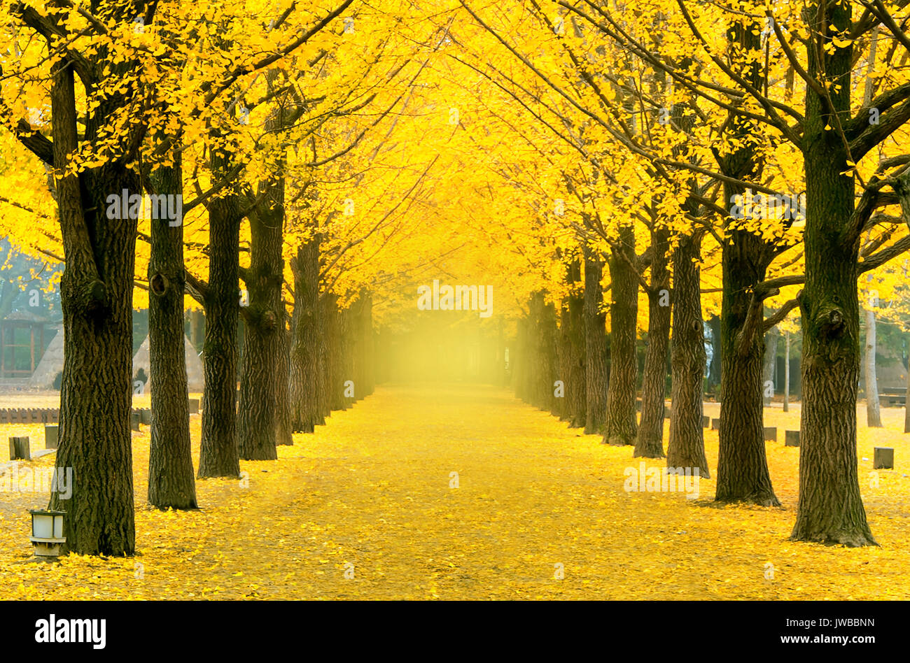 Zeile mit gelben ginkgo Baum auf der Insel Nami, Korea Stockfoto