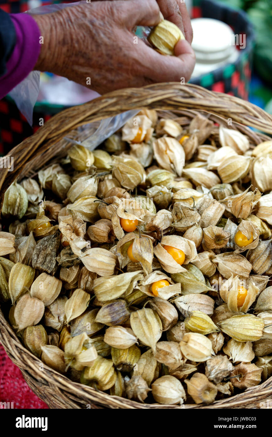 Quechua frau Hände Handhabung aguaymato Obst, Pisac Markt am Sonntag