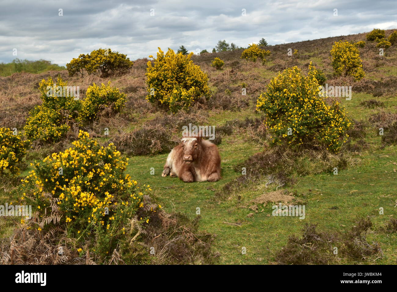 Aberdeen Angus Hochlandrinder New Forest UK Hampshire Stockfoto