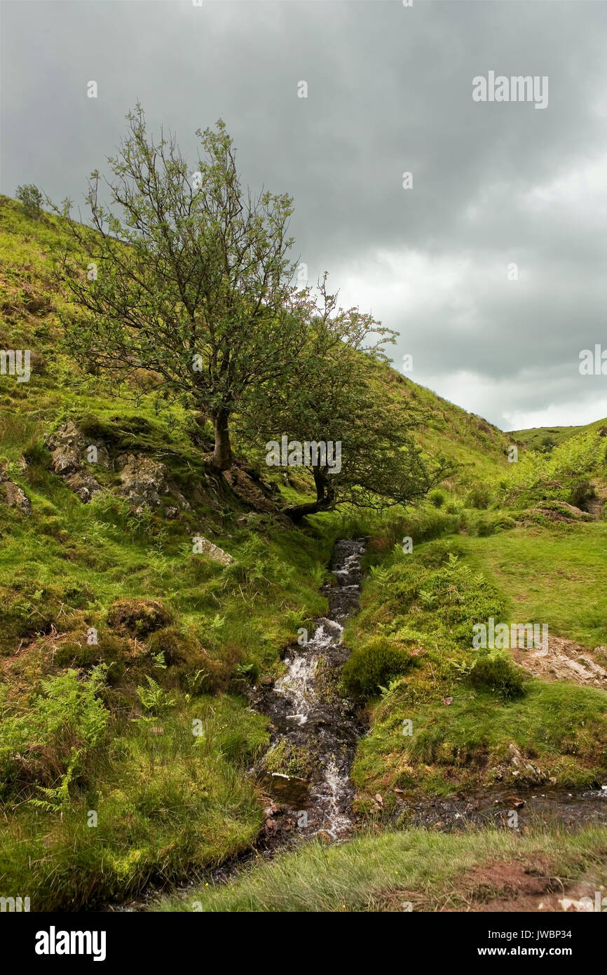 Licht Auswurfkrümmer Hohl, Carding Mill Valley: in der National Trust Shropshire Hills Gebiet von außergewöhnlicher natürlicher Schönheit, Shropshire, England, Großbritannien Stockfoto