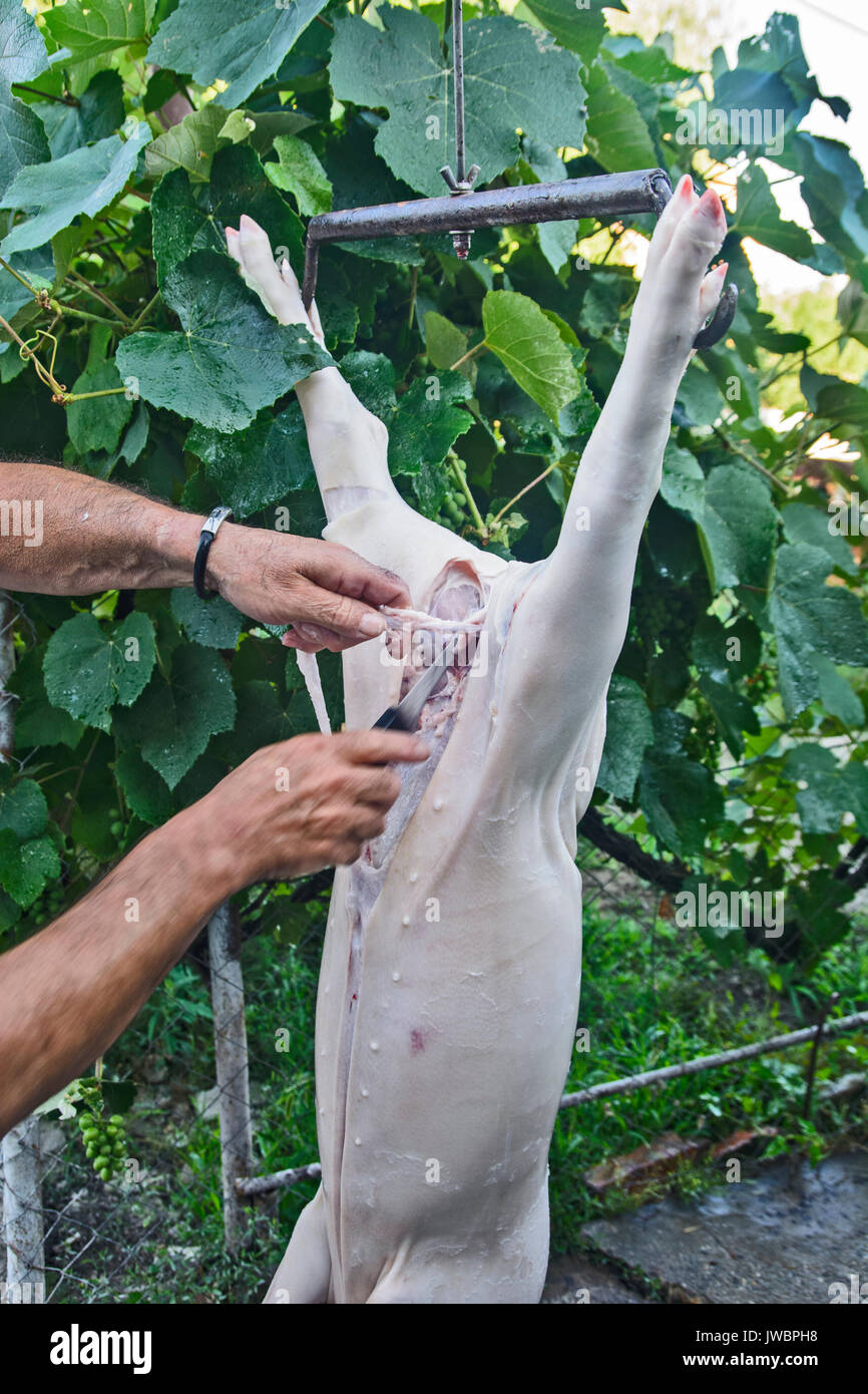Bearbeitung von einem geschlachteten Schwein, die für den Verkauf vorbereitet wird. Stockfoto
