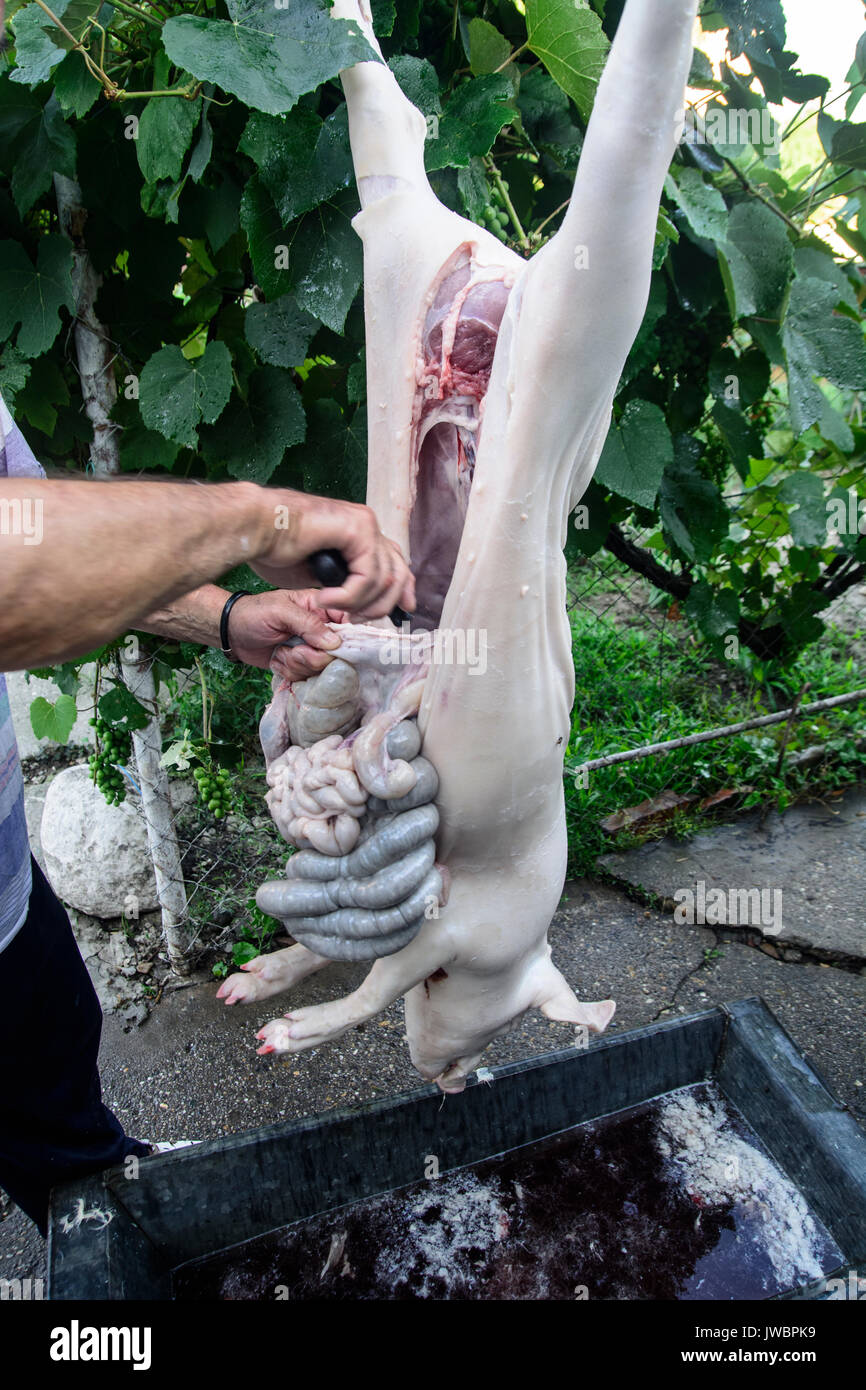 Bearbeitung von einem geschlachteten Schwein, die für den Verkauf vorbereitet wird. Stockfoto