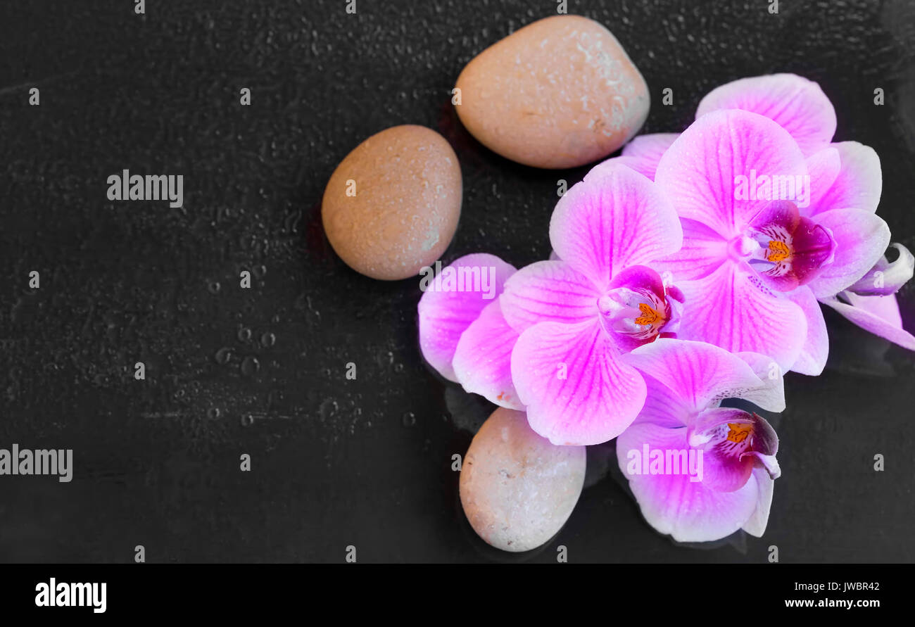 Mit massage Steine, Spa mit Wassertropfen auf orchidee und Massage Steine Orchid Stockfoto