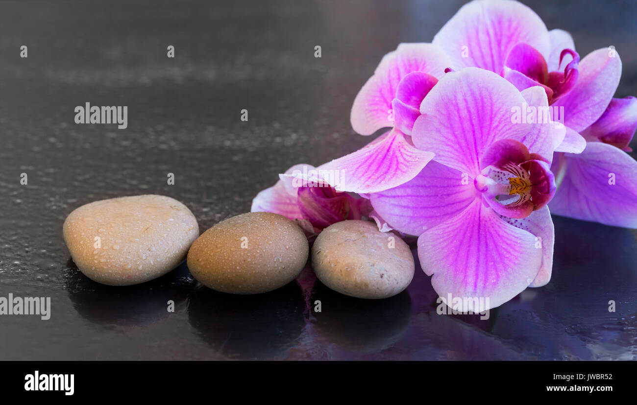 Mit massage Steine, Spa mit Wassertropfen auf orchidee und Massage Steine Orchid Stockfoto