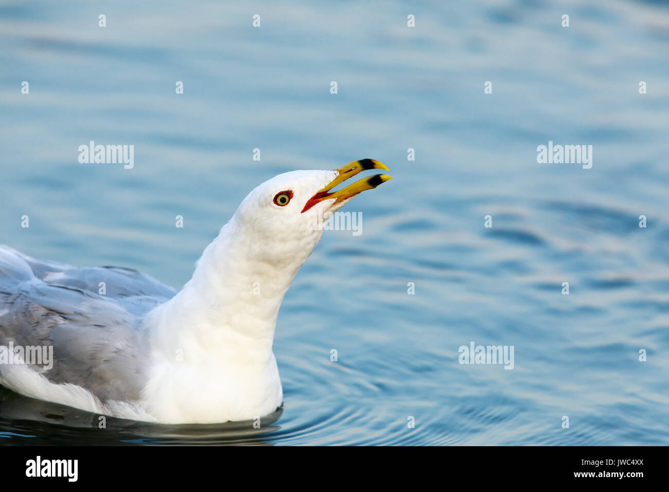 Kalifornien Möwe (Larus Californicus) anruft. Stockfoto