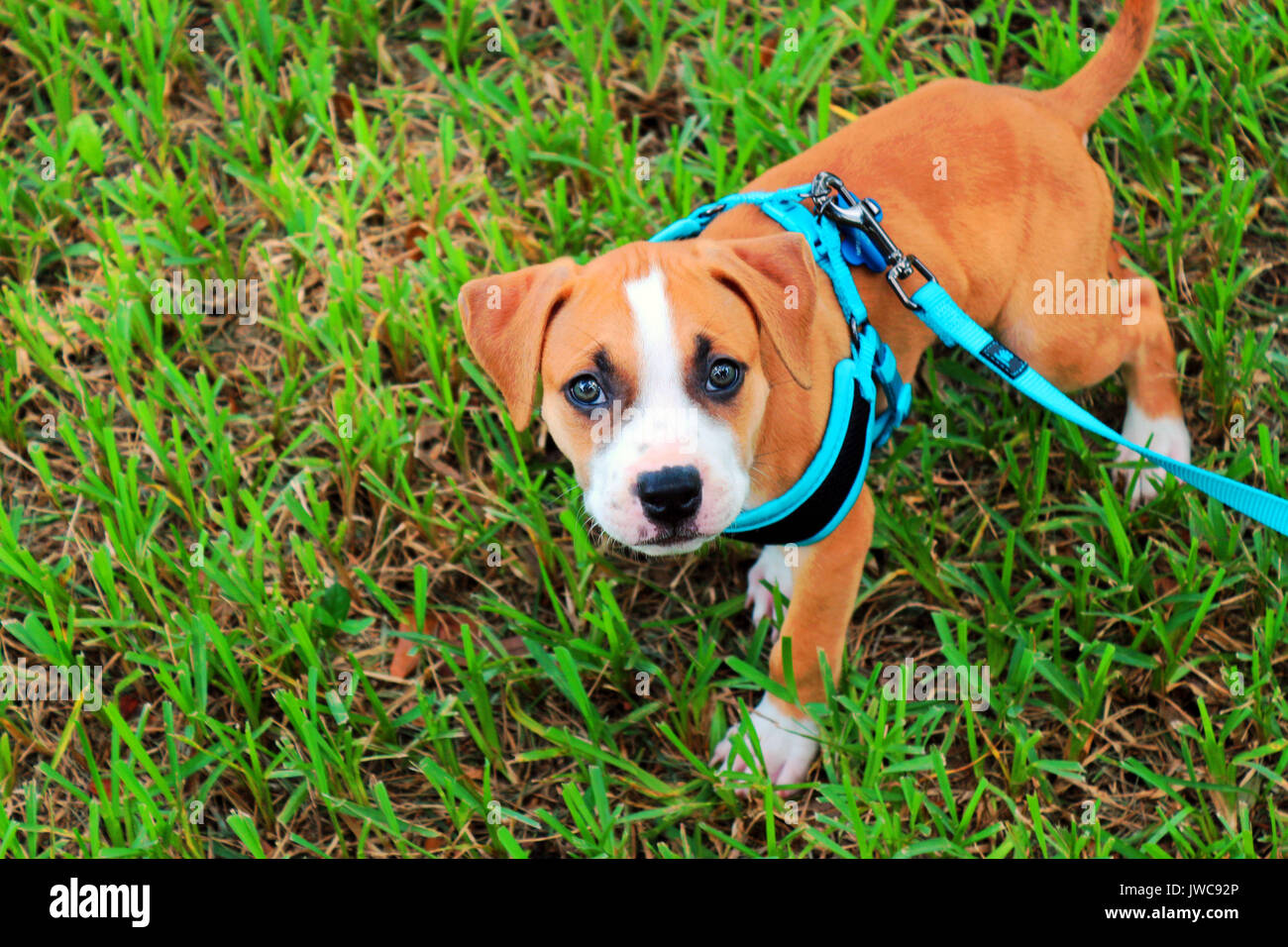 Eine sehr junge Pit Bull Welpen mit einem blauen Leine und Kabelbaum auf seinem ersten Spaziergang ausgebildet. Stockfoto