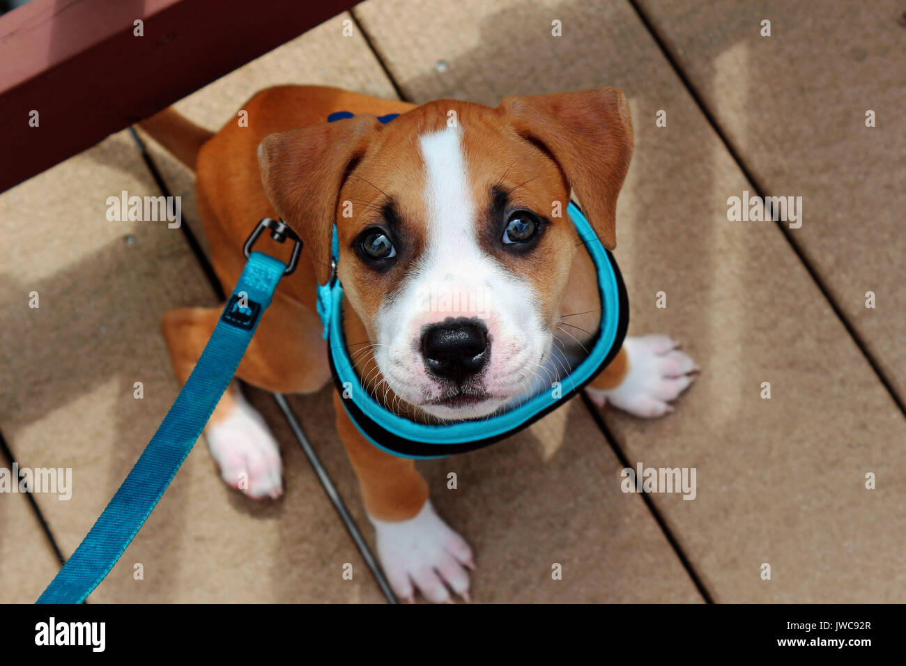 Eine sehr junge Pit Bull Welpen mit einem blauen Leine und Kabelbaum auf seinem ersten Spaziergang ausgebildet. Stockfoto