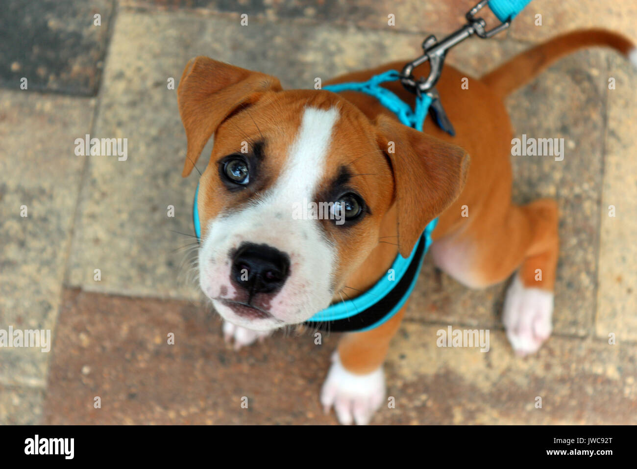 Eine sehr junge Pit Bull Welpen mit einem blauen Leine und Kabelbaum auf seinem ersten Spaziergang ausgebildet. Stockfoto