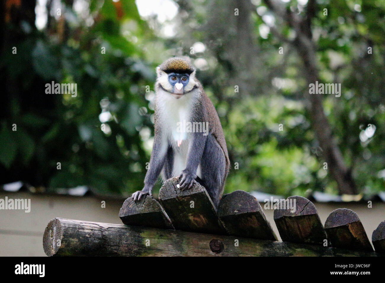 Eine Red Tailed Affe sitzt auf seiner Plattform. Stockfoto