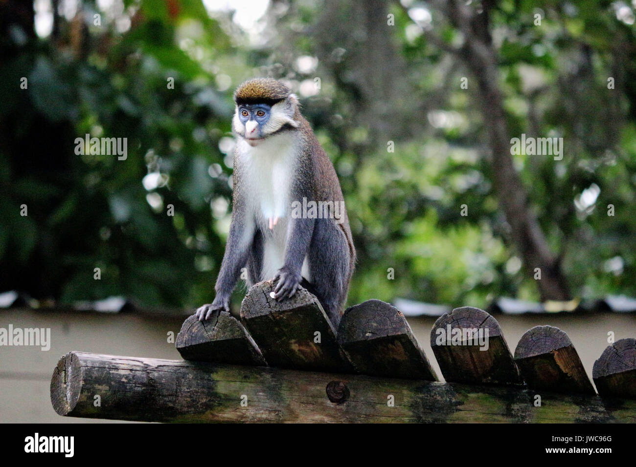 Eine Red Tailed Affe sitzt auf seiner Plattform. Stockfoto
