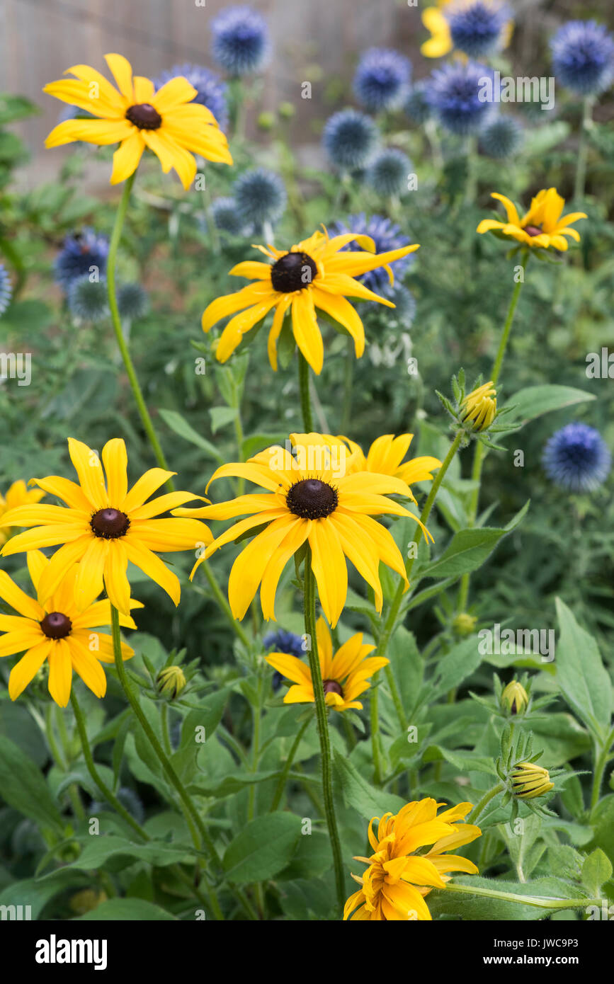 Rudbeckien Blumen. Coneflower im Englischen Garten. Großbritannien Stockfoto