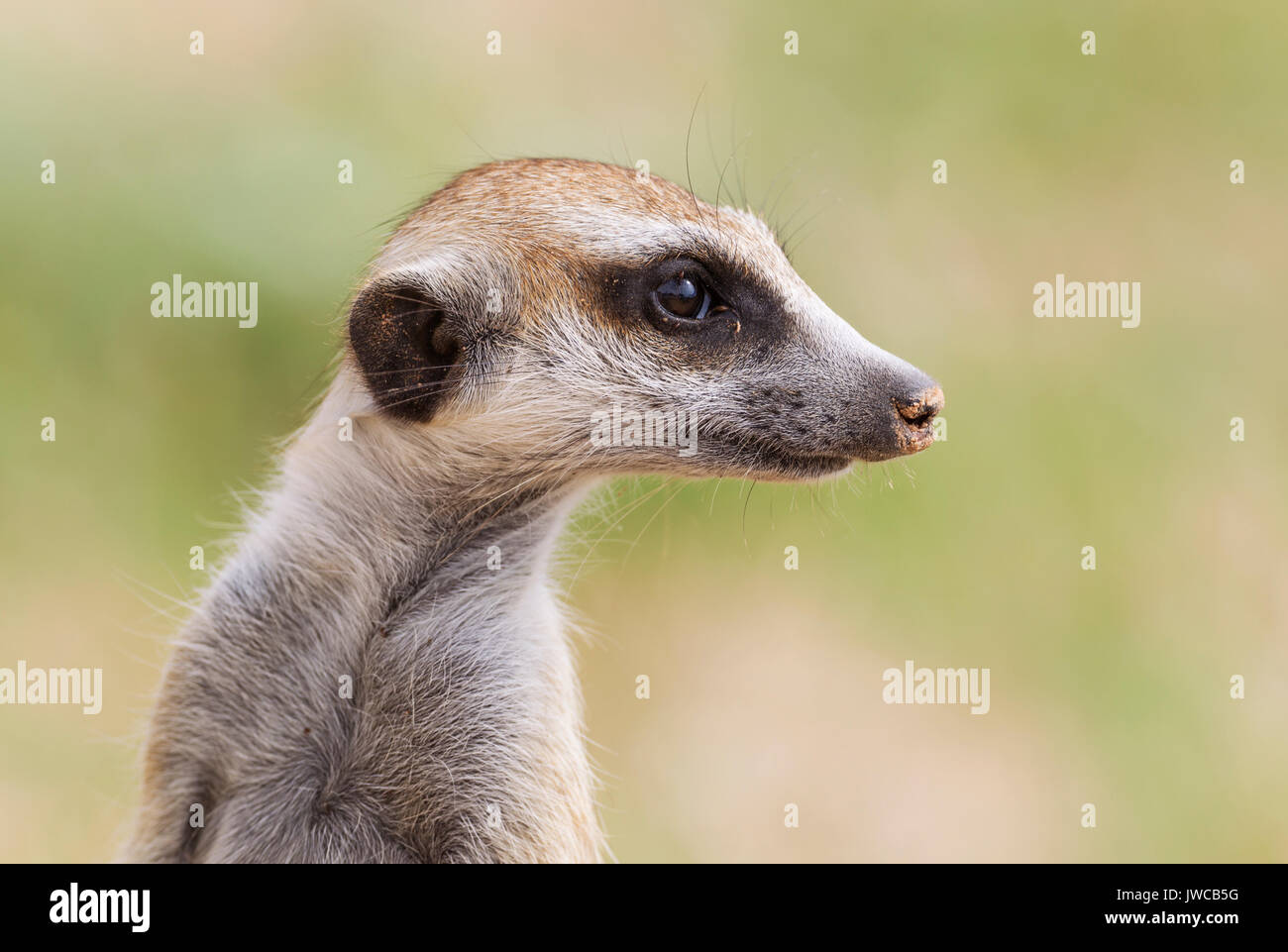 Erdmännchen (Suricata suricatta), Porträt, Guard auf der Suche, die Regenzeit mit grüner Umgebung, Kalahari Wüste Stockfoto