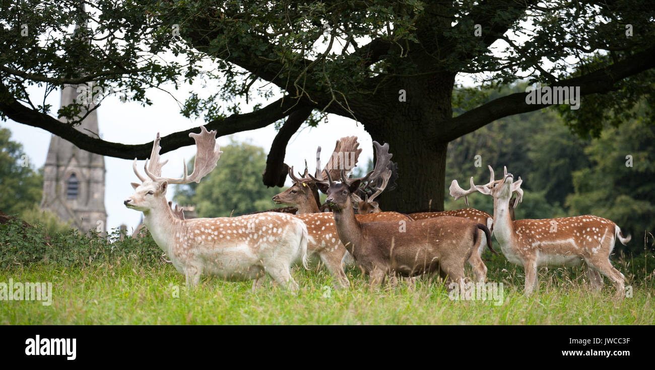 Damwild Hirsche Stockfoto