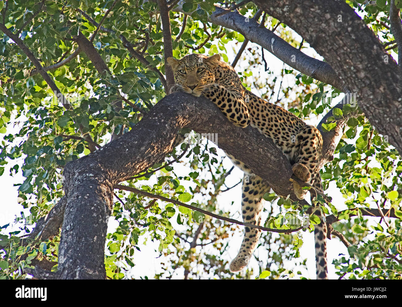Leopard im Baum Madikwe Game Reserve Südafrika Stockfoto