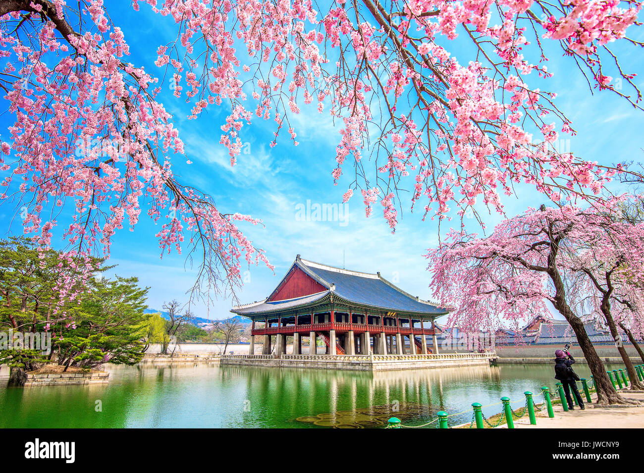 SEOUL, Südkorea - APRIL 6: Touristen, die Fotos von der schönen Landschaft rund um Gyeongbokgung Palast mit Kirschblüten im Frühling am 6. April, 20 Stockfoto