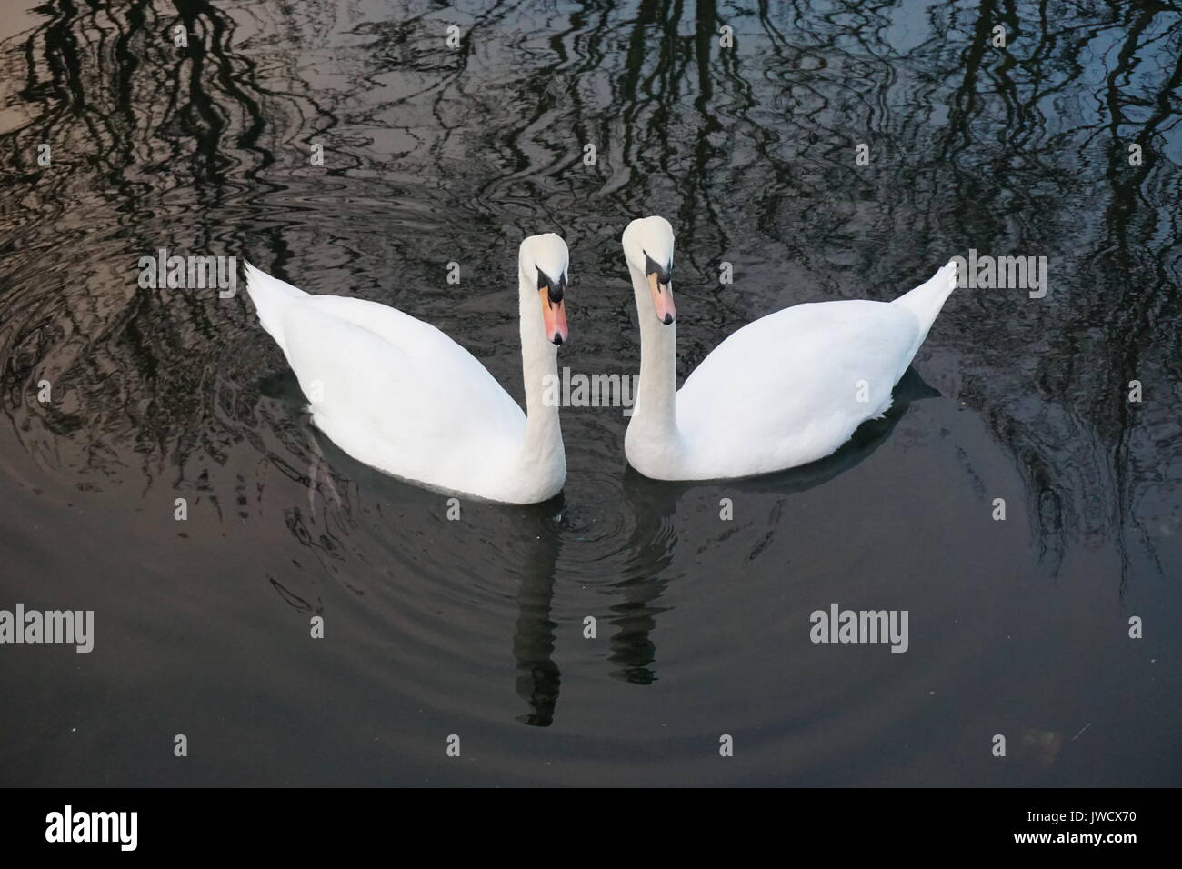 Paar Schwäne durch den Kanal, in Portobello Stockfoto