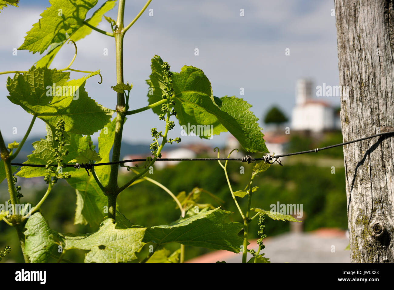 In der Nähe der aufstrebenden Weinreben in einem Weinberg im Frühjahr in Vedrijan Brda Slowenien mit unscharfen Saint Vitus Kirche Stockfoto