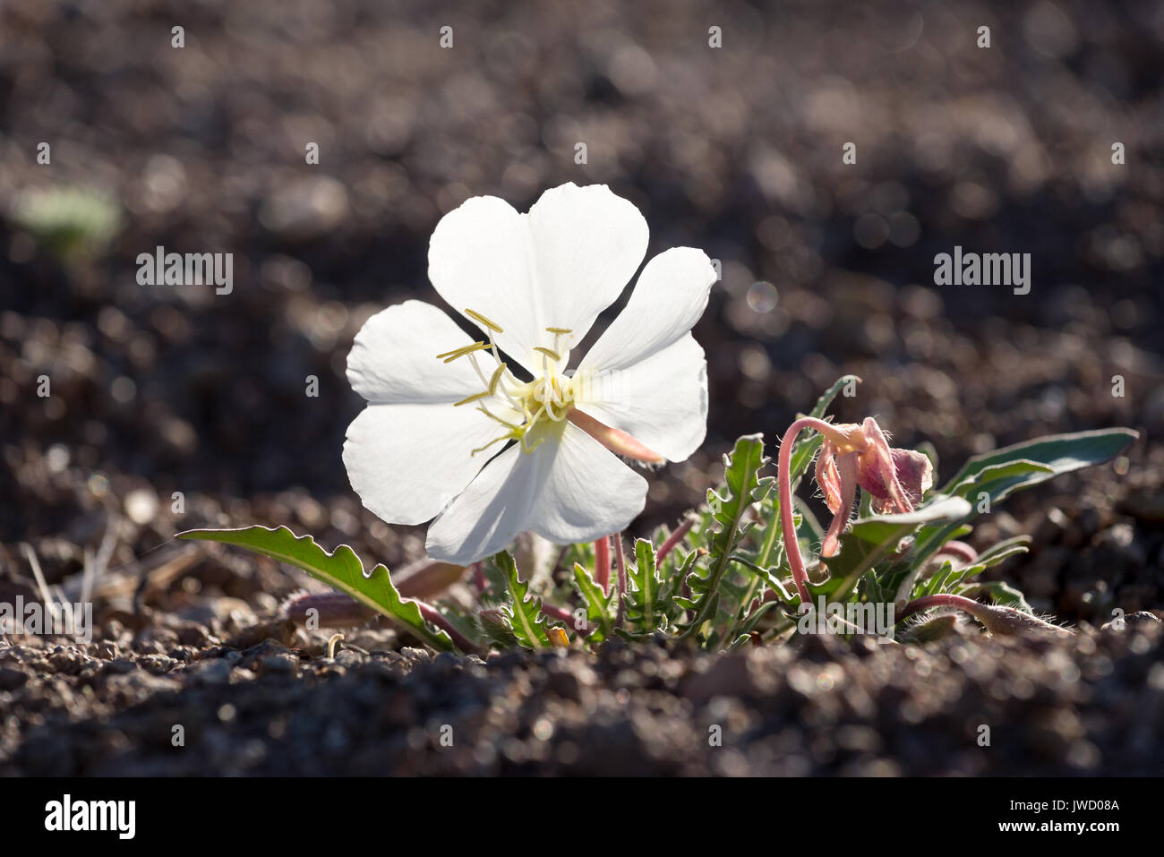 Primrose blühen in der Wüste von Nevada. Stockfoto