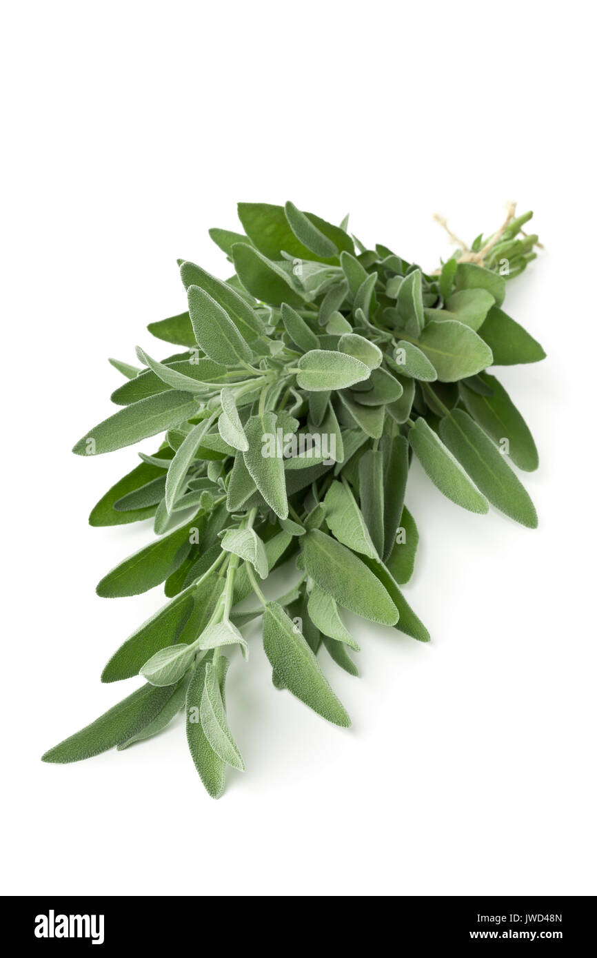 Single frisch geerntete organische Bündel von Salbei Zweige auf weißem Hintergrund Stockfoto