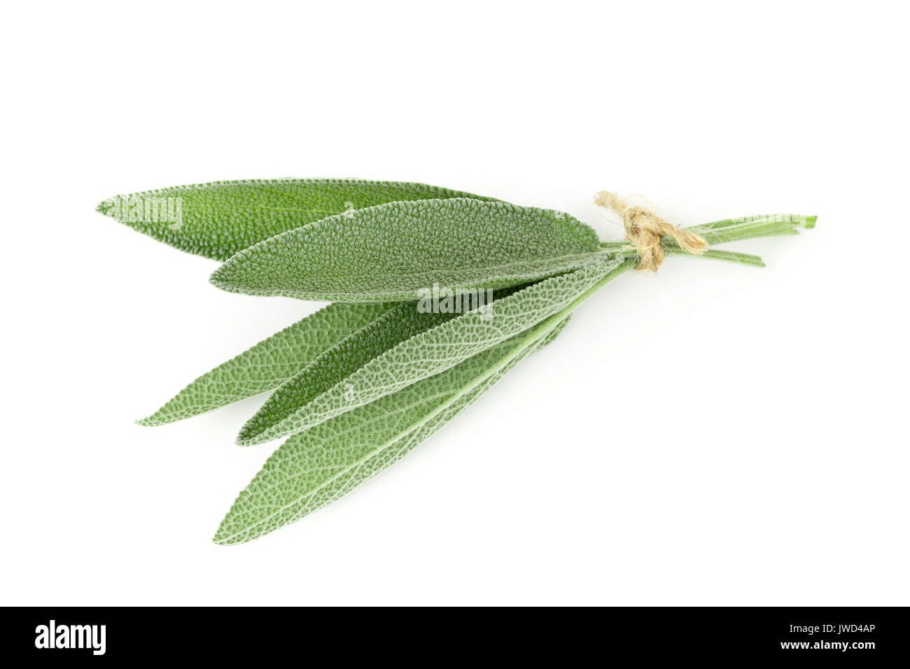 Gebündelte frisch geerntete organische Salbeiblätter auf weißem Hintergrund Stockfoto