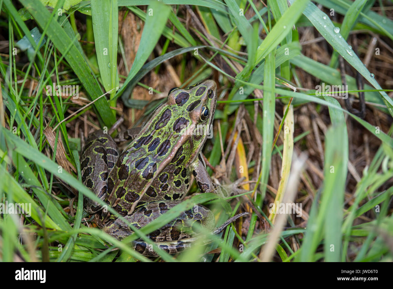 Eine nördliche leopard Frosch sitzt im Gras. Stockfoto