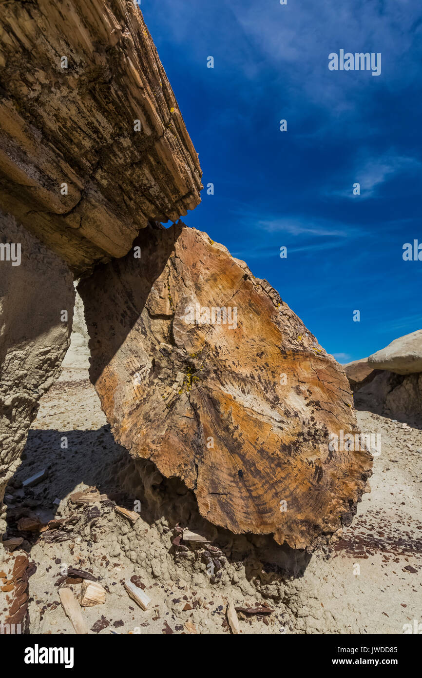 Ende Korn versteinerter Nadelbäume Abmelden von der weicheren ashy Tonvorkommen in der Bisti De-Na-Zin Wilderness / in der Nähe von Farmington, New Mexico, USA erodiert Stockfoto