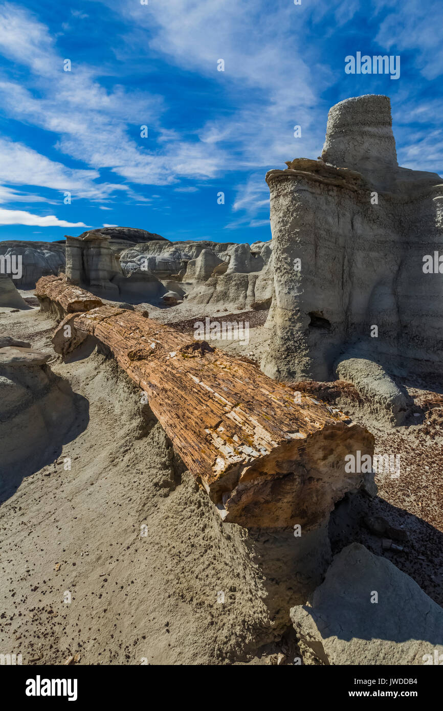 Versteinerter Nadelbäume anmelden, einen wirklich langen, an der Spitze der Erodierten weicher ashy Tonvorkommen in der Bisti De-Na-Zin Wilderness / in der Nähe von Farmington, Neue M ausgeglichen Stockfoto