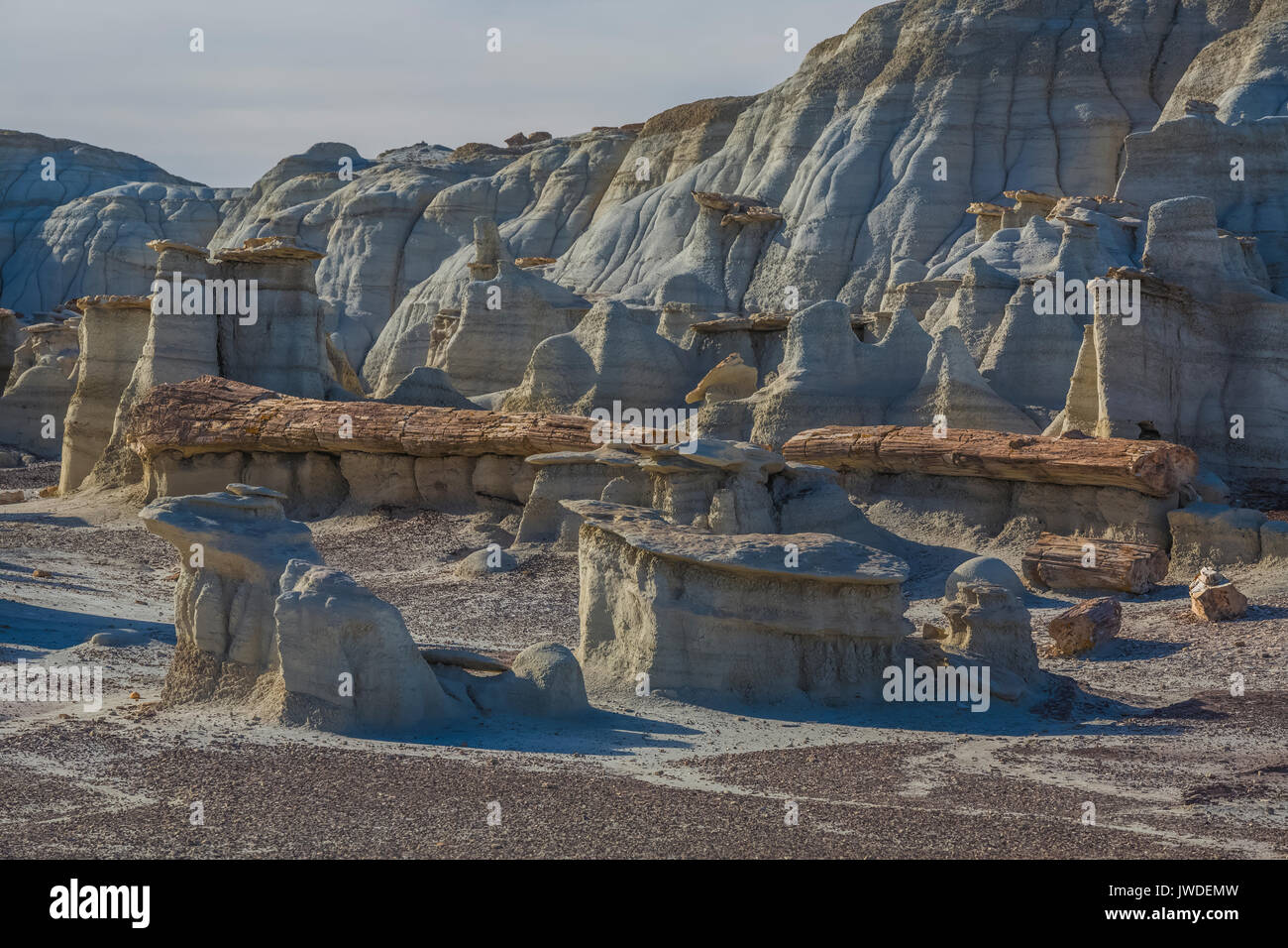 Versteinerter Nadelbäume Abmelden von der weicheren ashy Tonvorkommen in der Bisti De-Na-Zin Wilderness / in der Nähe von Farmington, New Mexico, USA erodiert Stockfoto