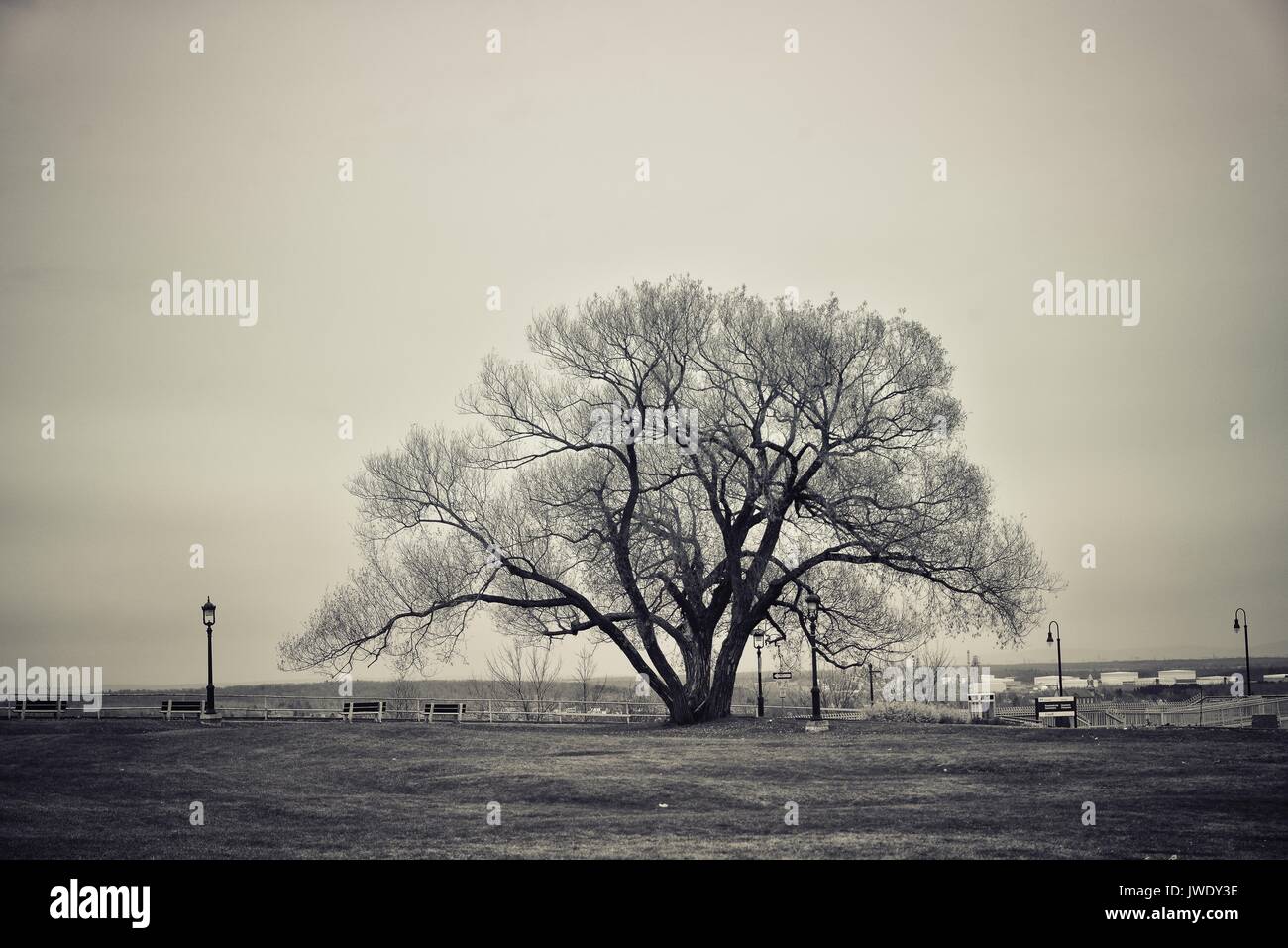 Foto von einem Baum in der Mitte des Feldes Stockfoto