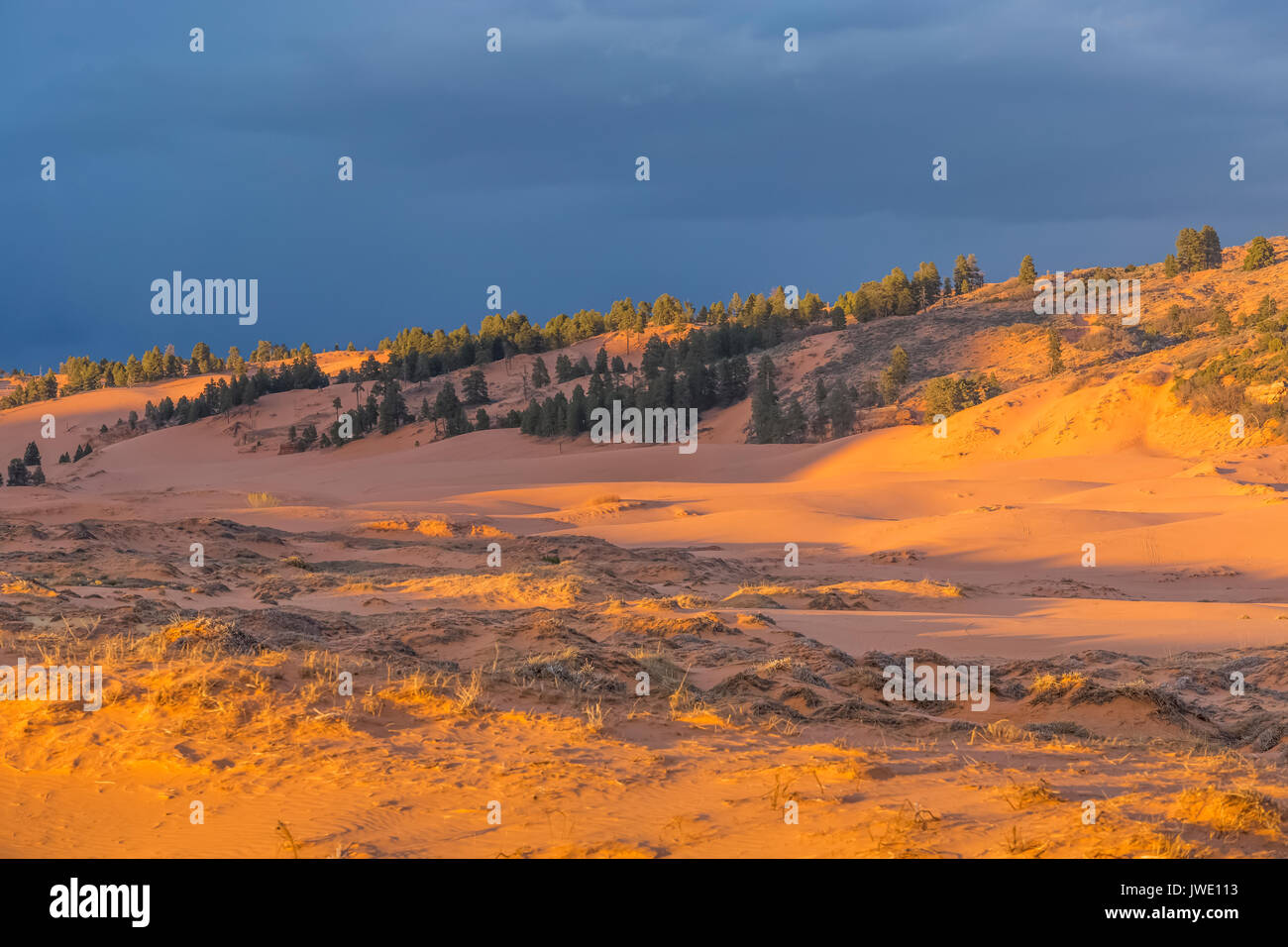 Dünen im Abendlicht in Coral Pink Sand Dunes State Park, Utah, USA Stockfoto