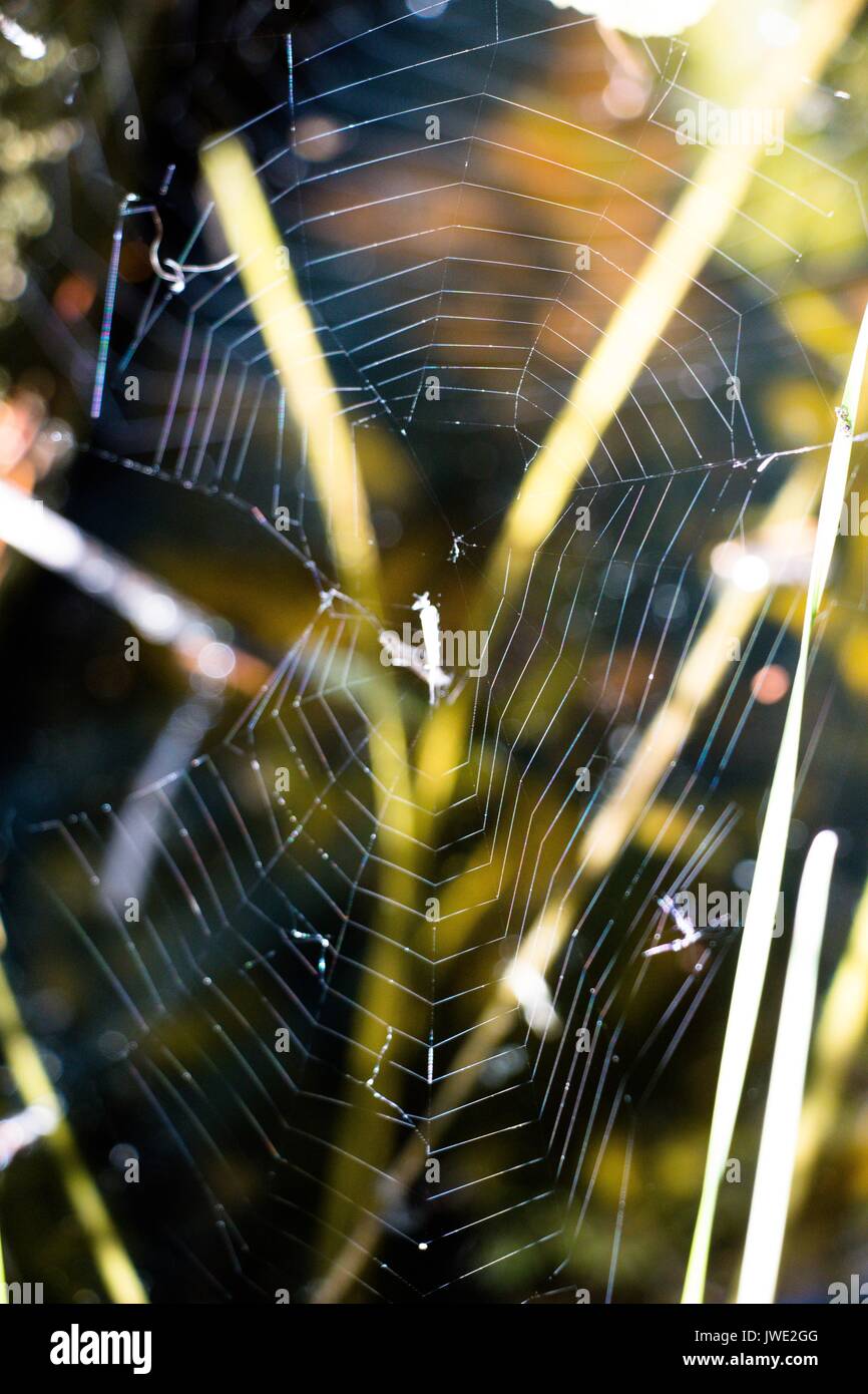 Über eine kleine Grube mit einer Pfütze unter dem Gras, die Spinne webt ein Cobweb und auch nicht einer. In ihm kann man sein Abendessen, die ist lange vorbei. Stockfoto