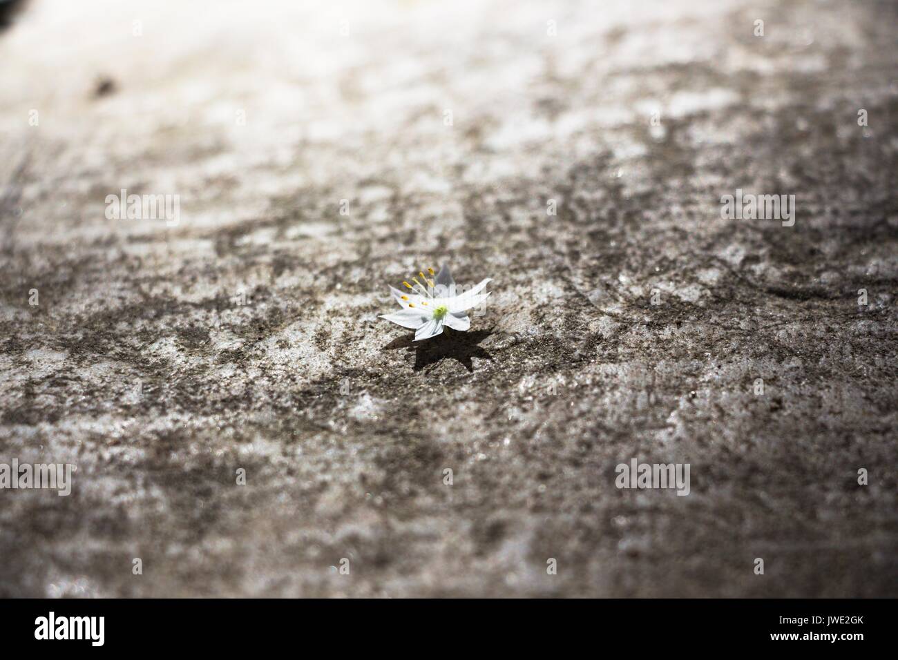 Eine kleine weiße Blume auf einem Felsen im Wald. Sehr schöner Hintergrund für solch eine Blume. Die Strahlen der Sonne sanft fallen auf dem Stein, Beleuchtung der Stockfoto