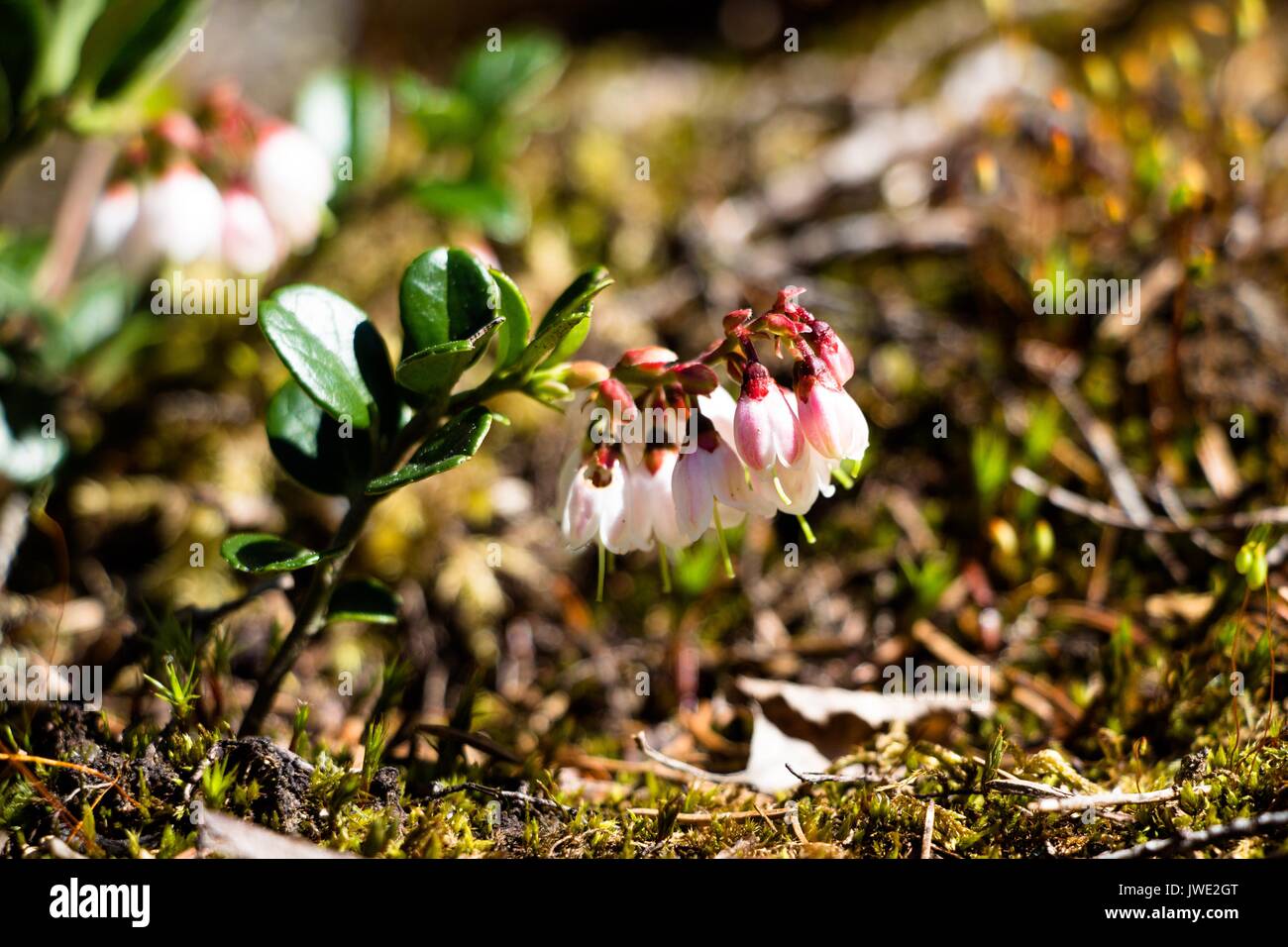 Sehr schöne Blumen, sehr lecker Beeren Preiselbeeren. Die Büsche sind sehr klein und sichtbar in einem unterschiedlichen Gras Fichte. Stockfoto