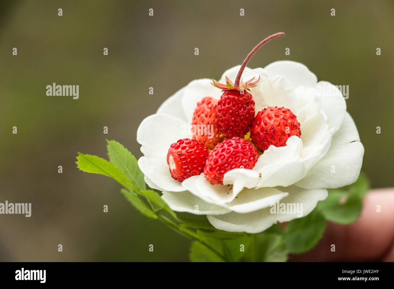 Rote Erdbeeren auf eine Blume einer Tea Rose. Eine Kombination aus frischen Waldbeeren und Blumen für die Zubereitung von Tee. Schöne Zusammensetzung und Kombination. Stockfoto