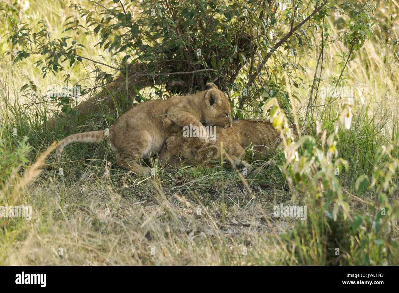 Kleine Löwenjunge spielen mit schlafenden älteren Cub, Masai Mara, Kenia Stockfoto
