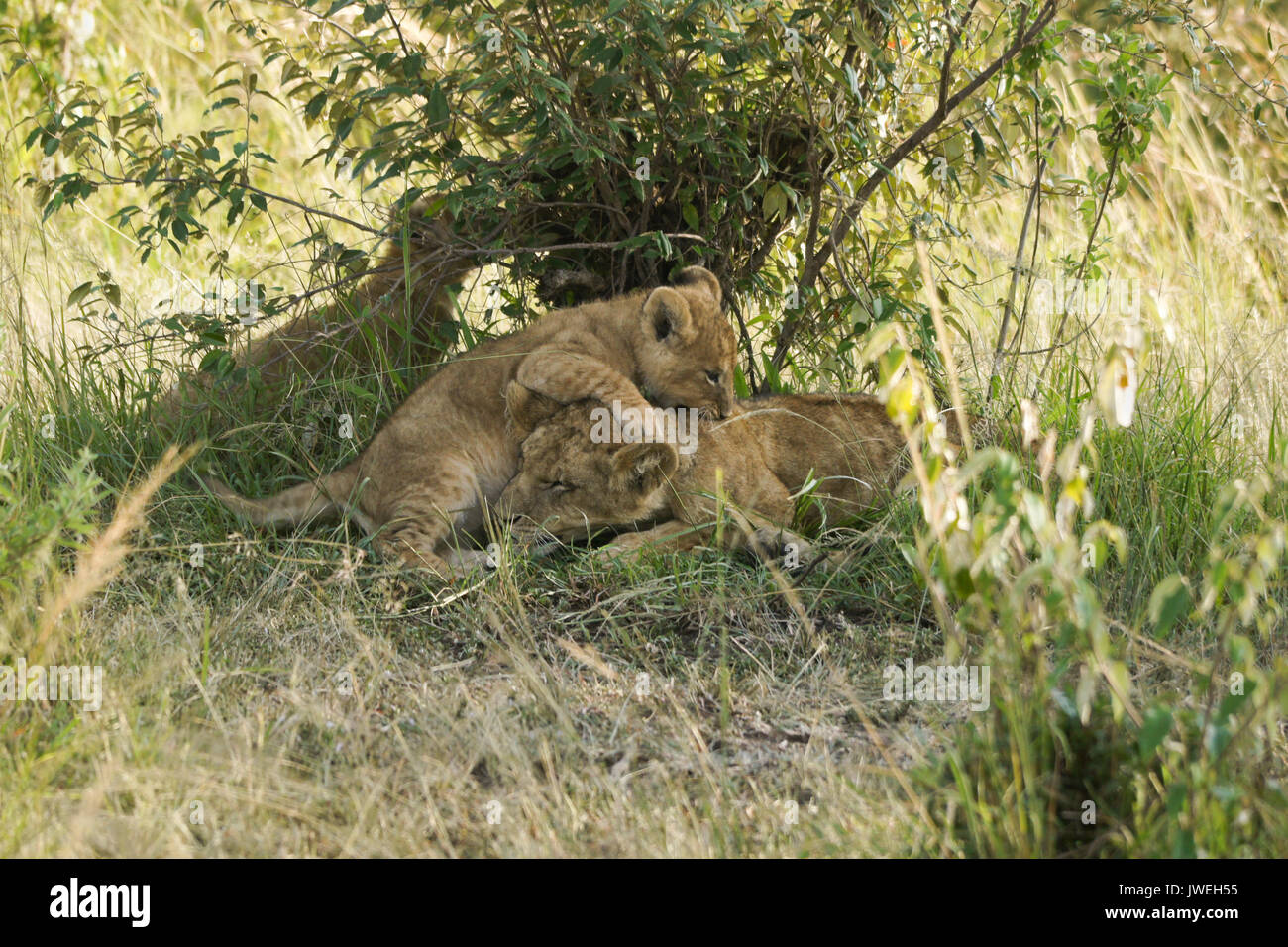 Kleine Löwenjunge spielen mit schlafenden älteren Cub, Masai Mara, Kenia Stockfoto