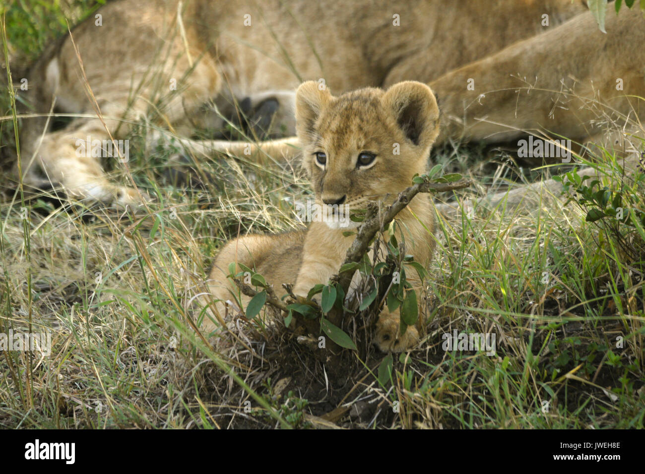 Kleine Löwenjunge spielen mit Zweig, während der Rest der Stolz schläft, Masai Mara, Kenia Stockfoto
