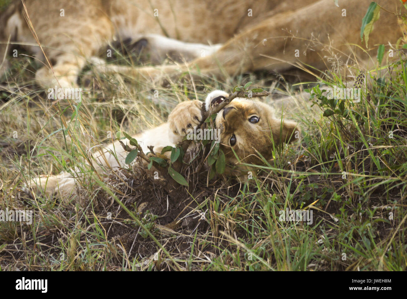 Kleine Löwenjunge spielen mit Zweig, während der Rest der Stolz schläft, Masai Mara, Kenia Stockfoto
