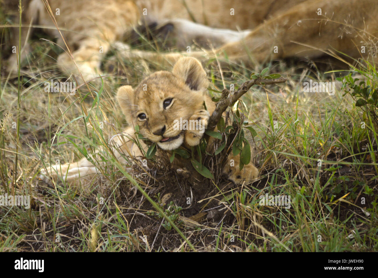 Kleine Löwenjunge spielen mit Zweig, während der Rest der Stolz schläft, Masai Mara, Kenia Stockfoto