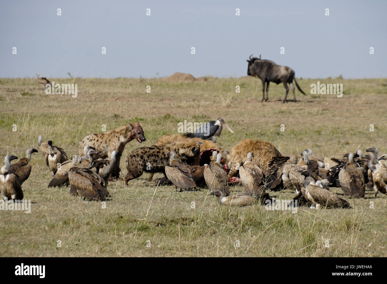 Tüpfelhyänen, Geier, und Marabu Fütterung auf ein Gnus Karkasse, Masai Mara, Kenia Stockfoto