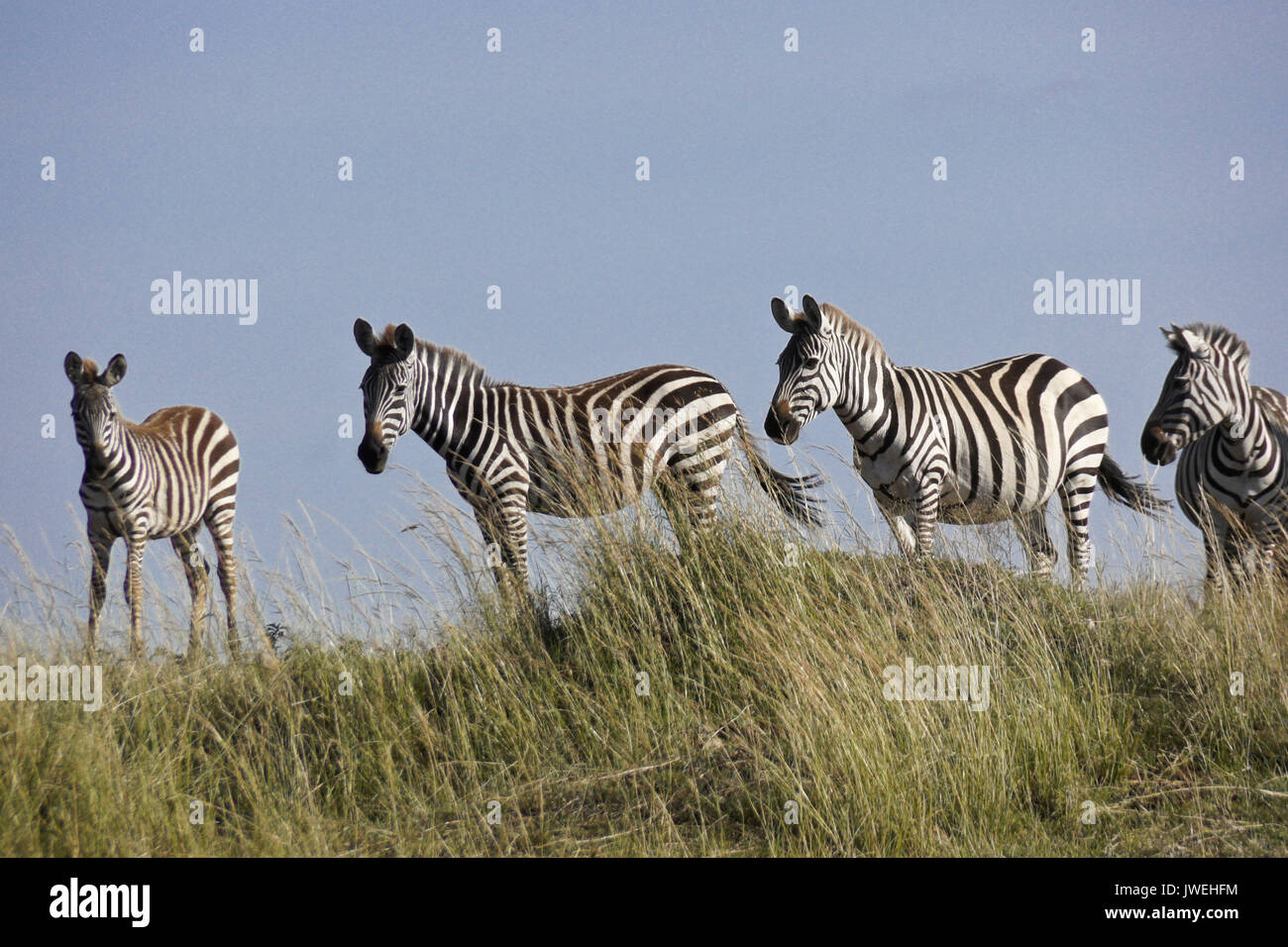 Burchell's (gemeinsame oder Ebenen) zebra stehend auf grasbewachsenen Hügel, Masai Mara, Kenia Stockfoto