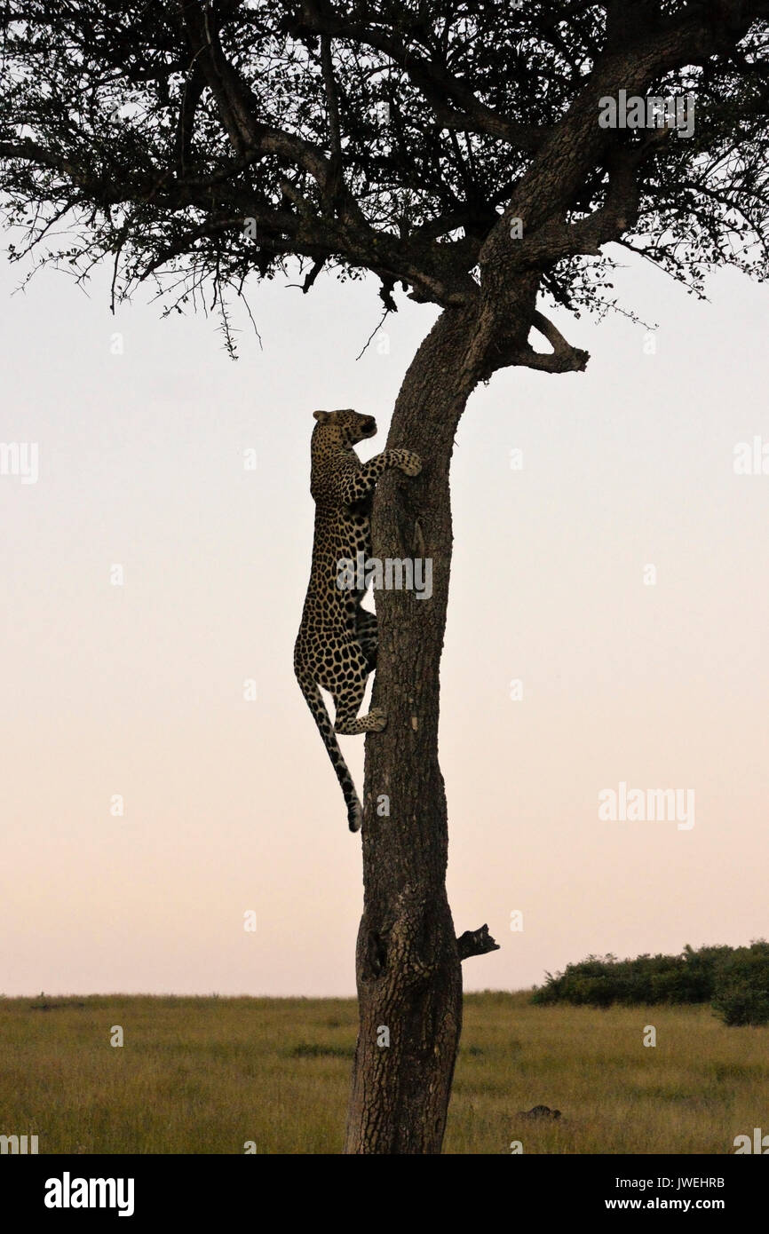 Absteigend Leopard Baum am Ende des Tages, Masai Mara, Kenia Stockfoto