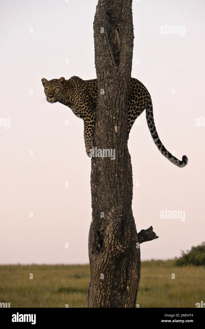 Leopard thront im Baum am Ende des Tages, auf der Suche nach Beute, Masai Mara, Kenia Stockfoto