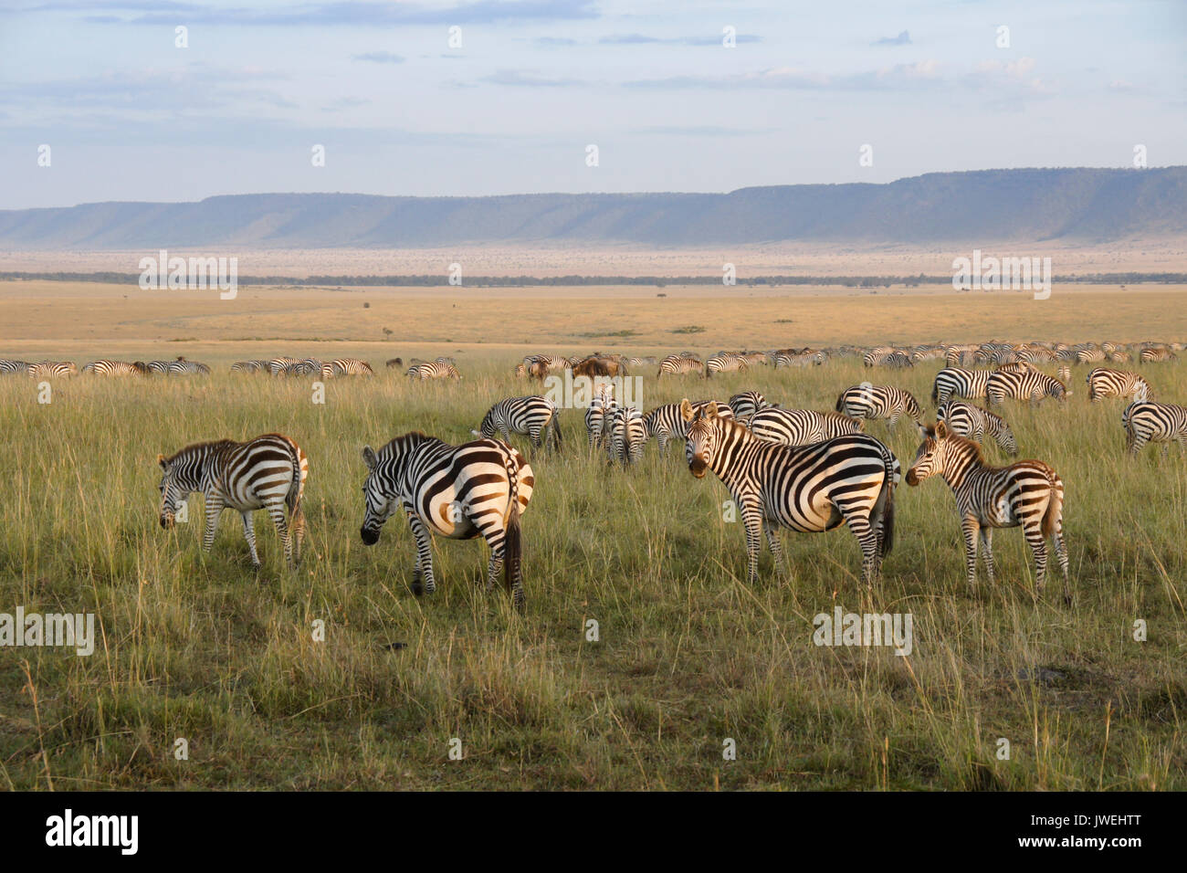 Burchell's (gemeinsame oder Ebenen) zebra Beweidung auf die Tiefebene (Oloololo/Oldoinylo/Siria Escarpment im Hintergrund), Masai Mara, Kenia Stockfoto