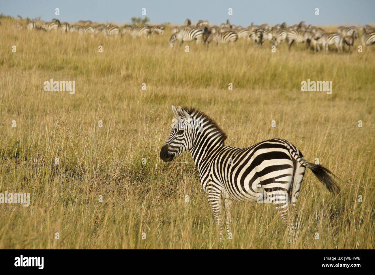 Burchell's (gemeinsame oder Ebenen) zebra auf grasbewachsenen Hügel, Masai Mara, Kenia Stockfoto