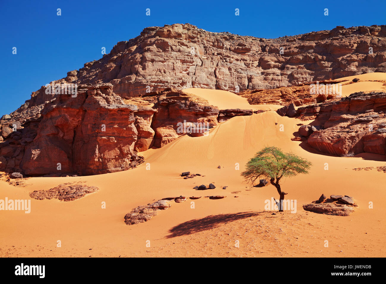 Einzelnen Baum in der Wüste Sahara, Algerien Stockfoto